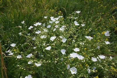 Linum perenne, photographed by Aleksei Baushev