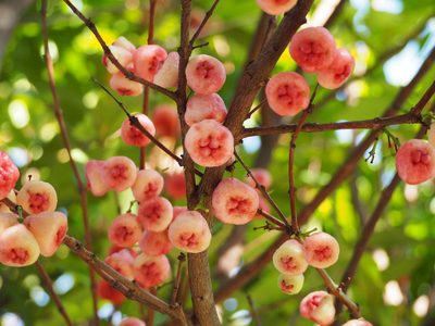 Syzygium samarangense, photographed by 葉子