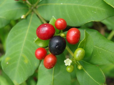 Rauvolfia tetraphylla, photographed by Alexis López Hernández