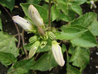 Lycianthes scandens, photographed by Alexis López Hernández