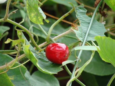Passiflora lanuginosa, photographed by Alexis López Hernández