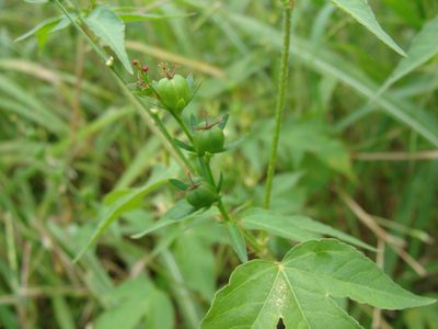 Astraea lobata, photographed by Alexis López Hernández