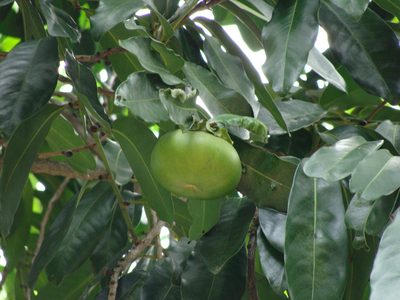 Diospyros nigra, photographed by Alexis López Hernández