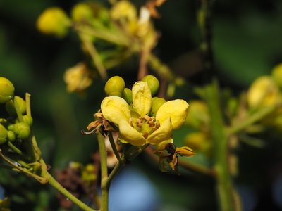 Senna siamea, photographed by 葉子