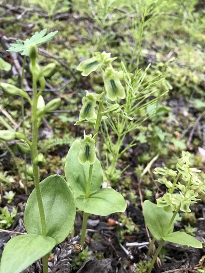Neottia borealis, photographed by Caleb Catto
