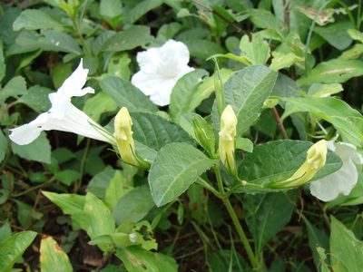 Ruellia ciliatiflora, photographed by Alexis López Hernández