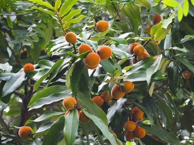 Diospyros blancoi, photographed by 葉子