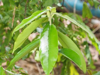 Diospyros blancoi, photographed by 葉子