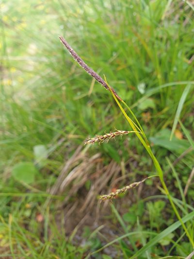 Carex ferruginea, photographed by Étienne Léveillé-Bourret
