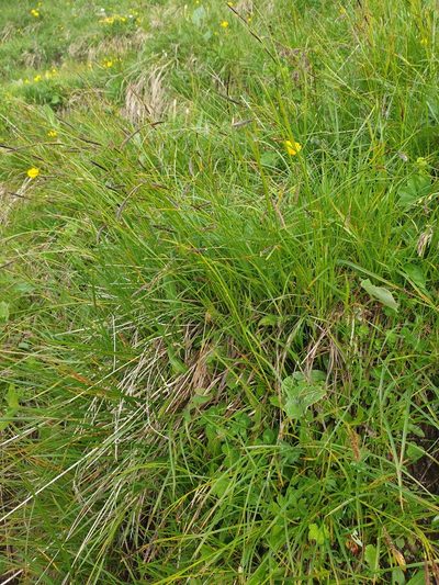 Carex ferruginea, photographed by Étienne Léveillé-Bourret