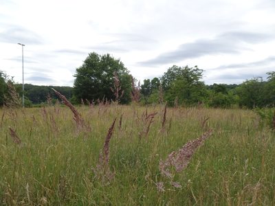 Agrostis gigantea, photographed by Robert H. Wardell