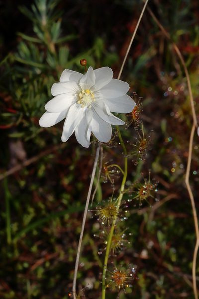 Drosera heterophylla, photographed by T. Hammer