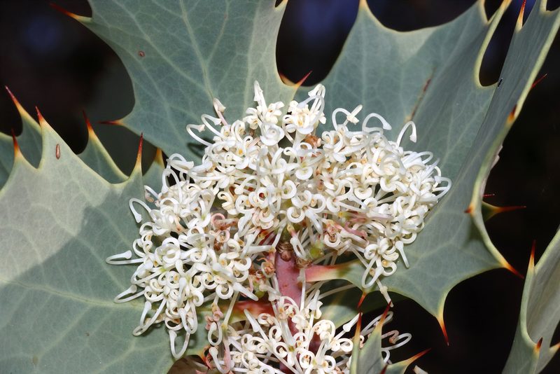 Hakea cristata, photographed by T. Hammer