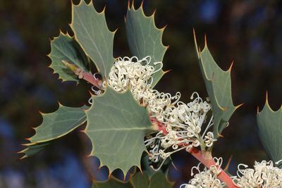 Hakea cristata, photographed by T. Hammer