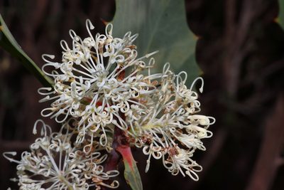 Hakea cristata, photographed by T. Hammer