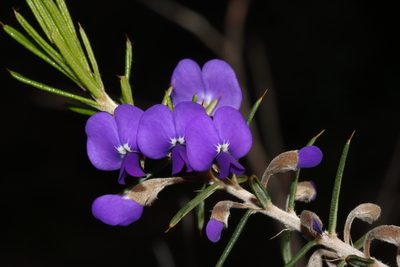 Hovea pungens, photographed by T. Hammer