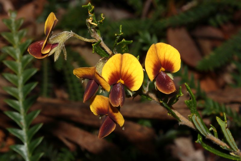 Cristonia biloba, photographed by T. Hammer
