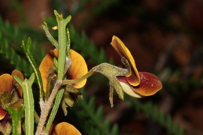 Cristonia biloba, photographed by T. Hammer