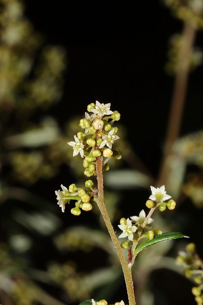 Trymalium ledifolium, photographed by T. Hammer