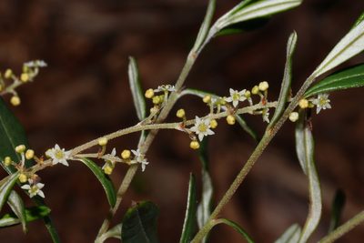 Trymalium ledifolium, photographed by T. Hammer