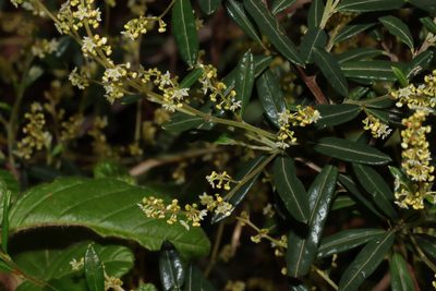 Trymalium ledifolium, photographed by T. Hammer