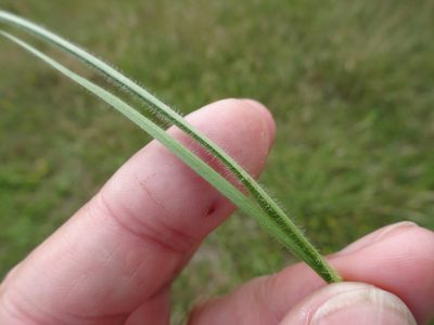 Avenula pubescens, photographed by Robert H. Wardell