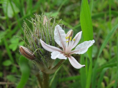 Trachyandra hispida, photographed by Jeremy Gilmore