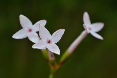 Erica jasminiflora, photographed by Sam McCarren