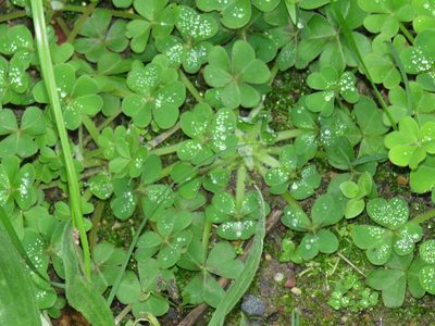 Oxalis compressa, photographed by Jeremy Gilmore
