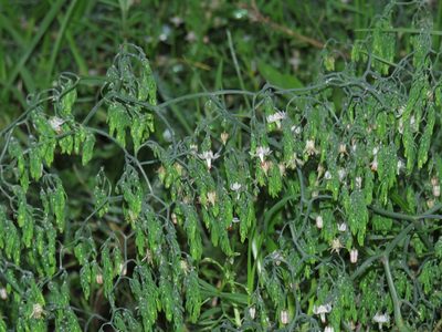 Asparagus declinatus, photographed by Jeremy Gilmore