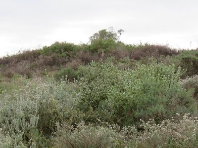 Leucadendron verticillatum, photographed by Jeremy Gilmore