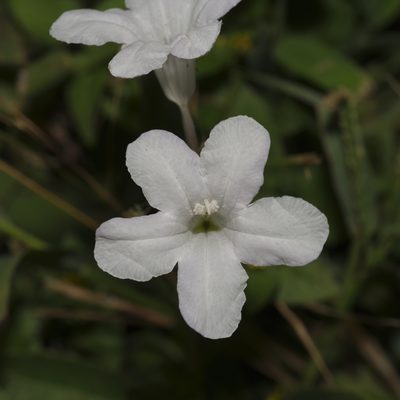 Ruellia metziae, photographed by Michelle W. （鍾偉瑋）