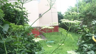Chaerophyllum prescottii, photographed by ivanych89