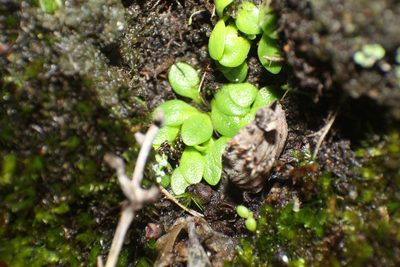 Utricularia menziesii, photographed by Em Lamond