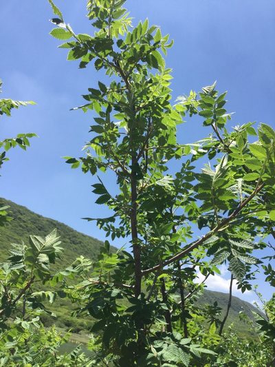 Bursera palmeri, photographed by Erick Vélez Sánchez