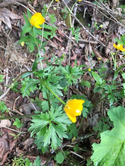 Ranunculus tuberosus, photographed by Jason Grant