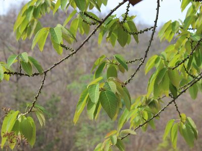 Ficus tsjakela, photographed by Firos AK