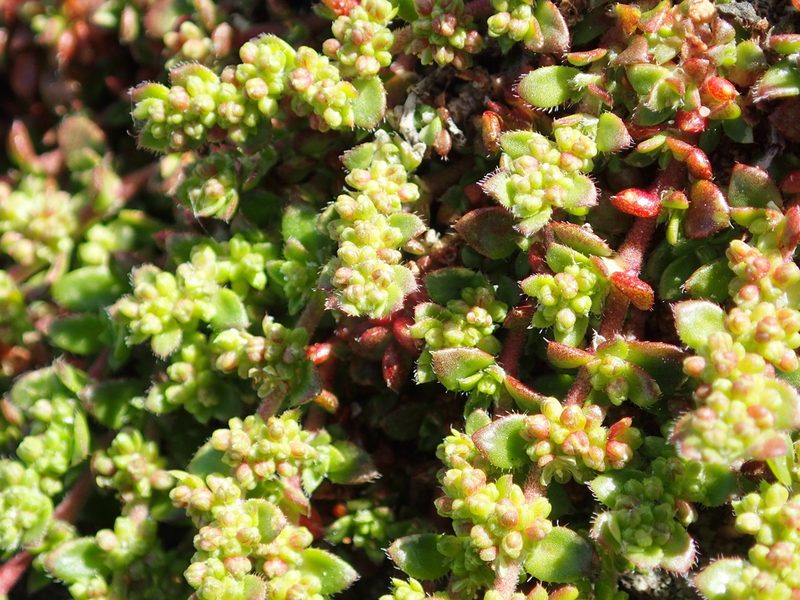 Herniaria ciliolata, photographed by Julien Renoult