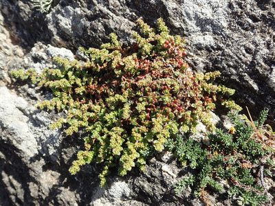 Herniaria ciliolata, photographed by Julien Renoult