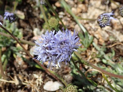 Jasione maritima, photographed by Julien Renoult