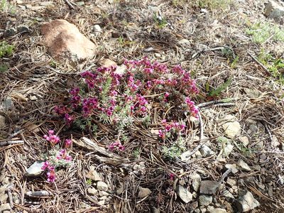 Androsace nivalis, photographed by John Brew