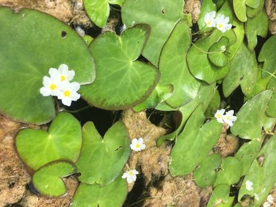 Nymphoides hydrophylla, photographed by Connie Nagele