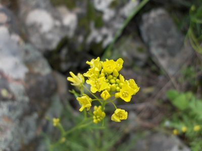 Descurainia preauxiana, photographed by Felicia Seichter