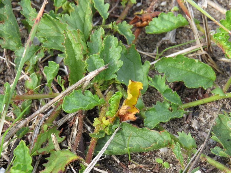 Hermannia scabricaulis, photographed by Jeremy Gilmore