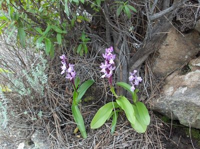 Orchis canariensis, photographed by Felicia Seichter