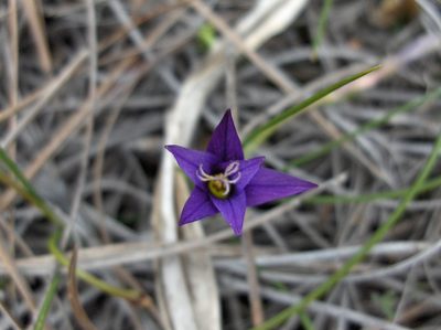 Romulea columnae, photographed by Felicia Seichter
