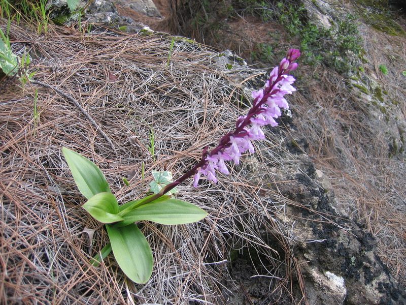 Orchis canariensis, photographed by Felicia Seichter