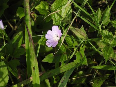 Anoda acerifolia, photographed by Neptalí Ramírez Marcial