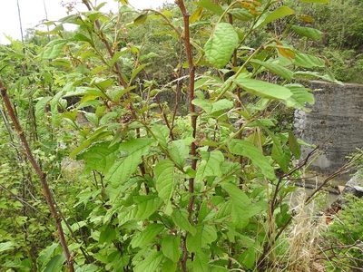 Phyllanthus grandifolius, photographed by Neptalí Ramírez Marcial