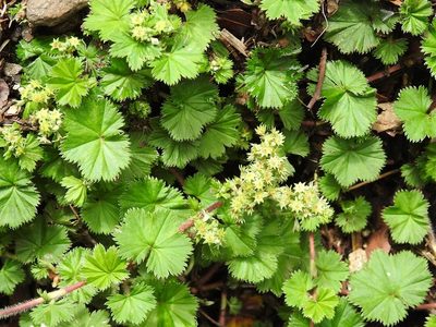 Alchemilla pectinata, photographed by Neptalí Ramírez Marcial